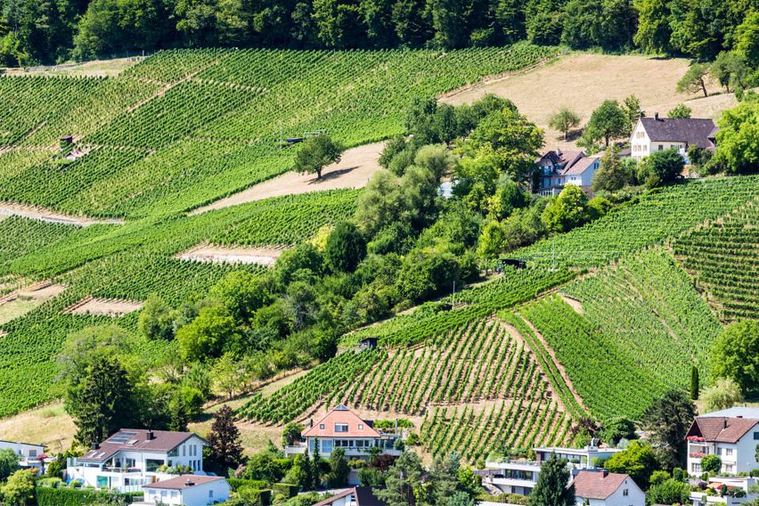 Rebberg mit Weinreben am Hang oberhalb von Wettingen im Kanton Aargau